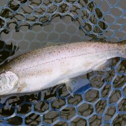 意外と難しい ～岡崎トラウトポンド～